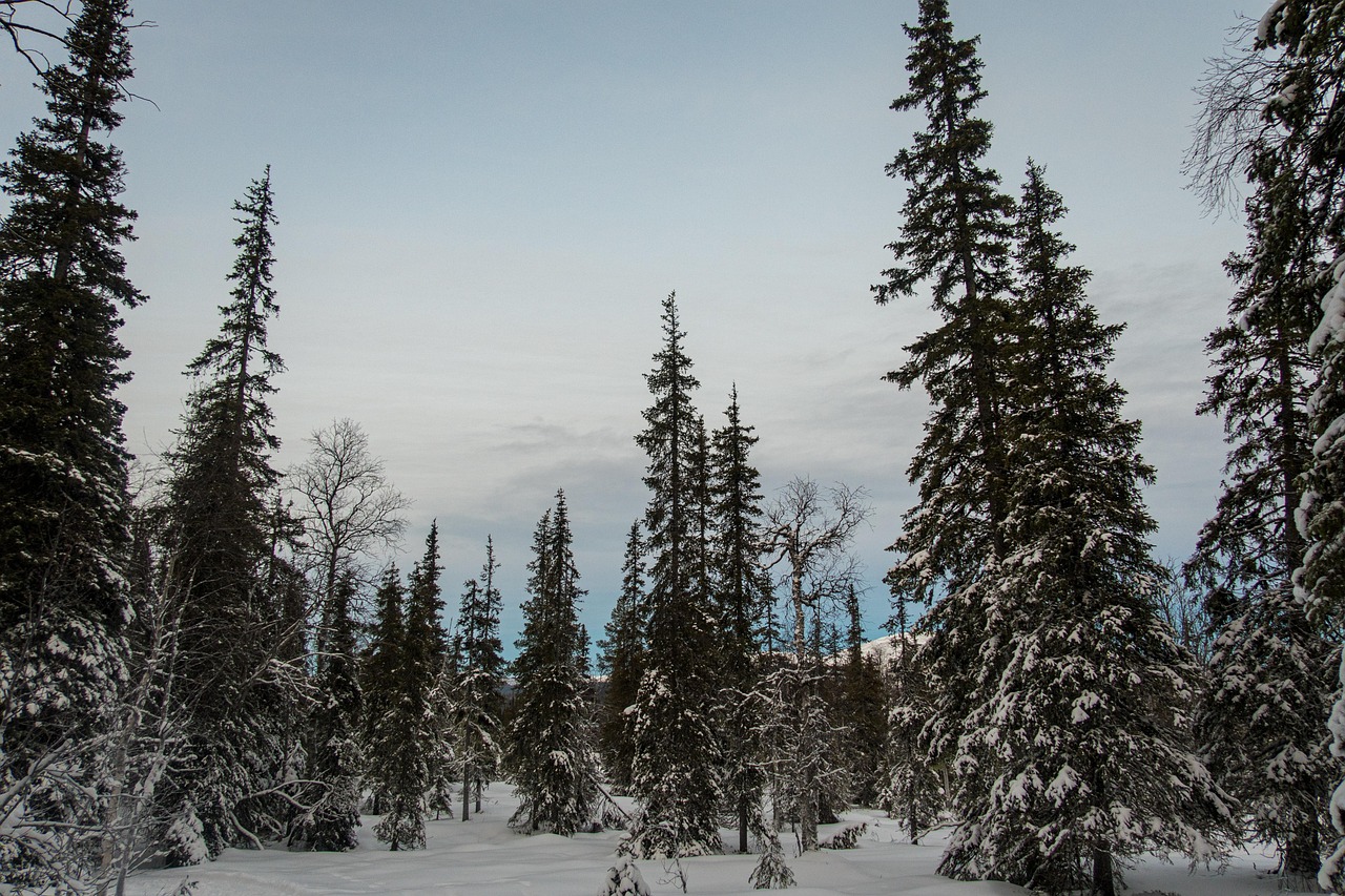 Snow-laden spruce forest under a clear sky at Ylläs, in Finnish Lapland