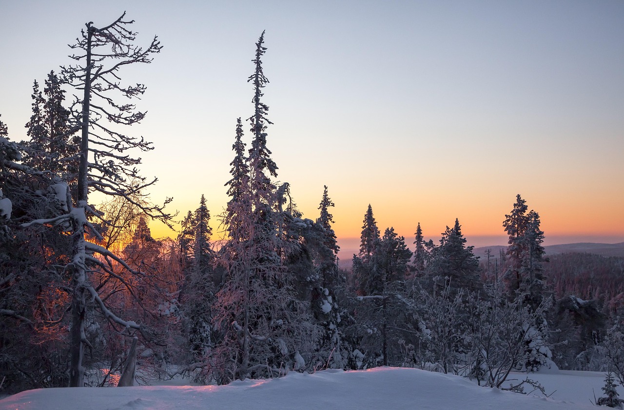 Forêt de conifères givrés au lever du soleil en Laponie finlandaise