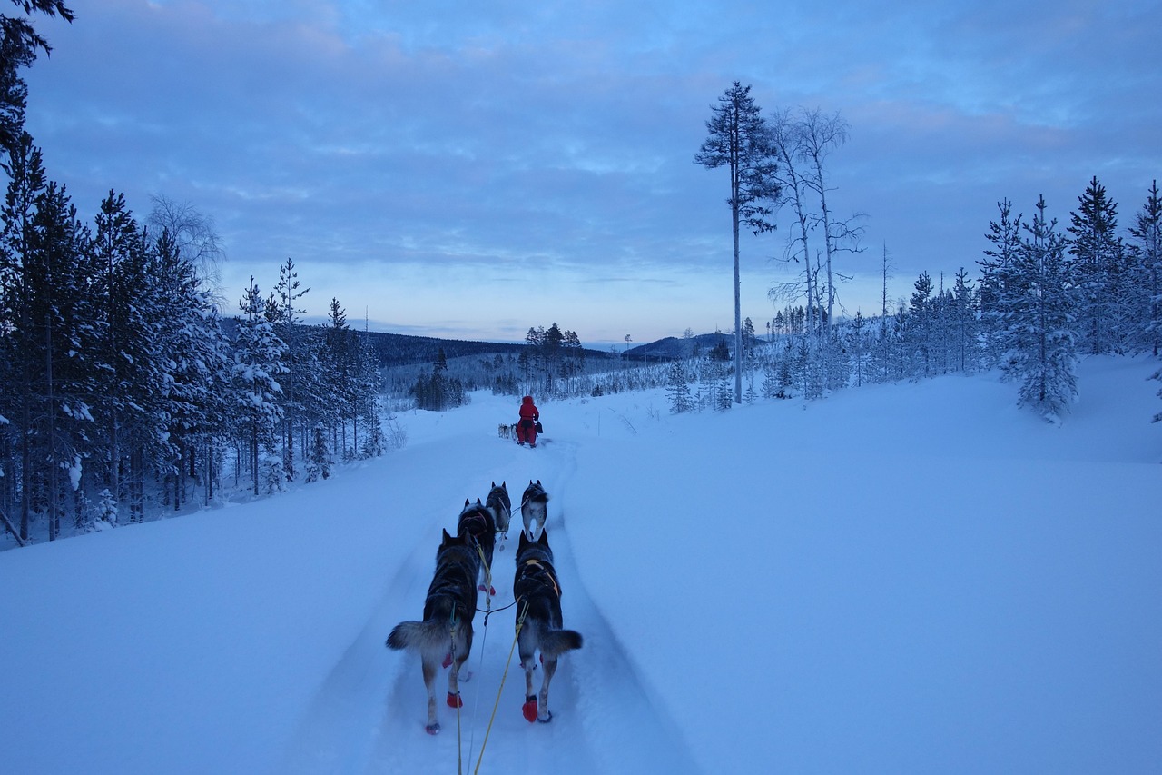 Traîneau à chiens à Rovaniemi : choisir sa sortie, et regarder l'état des chiens
