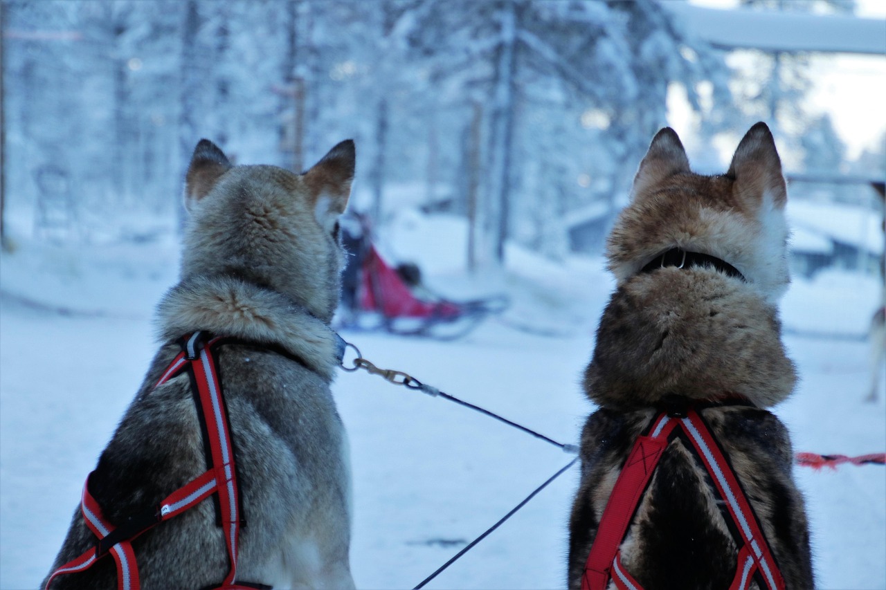 Deux voyageurs installés sur un traîneau tiré par des huskies dans la neige en Laponie finlandaise