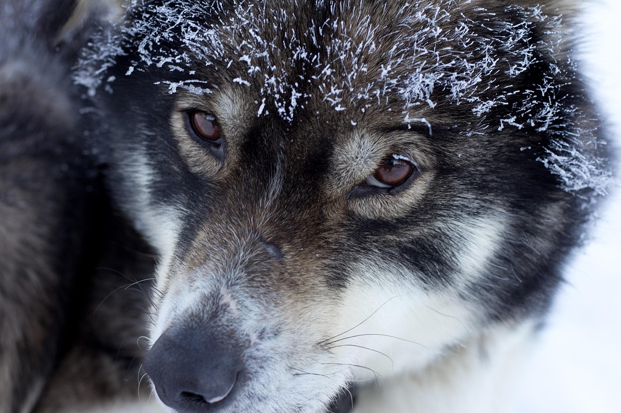 Husky harnaché et son musher dans la forêt enneigée près de Rovaniemi