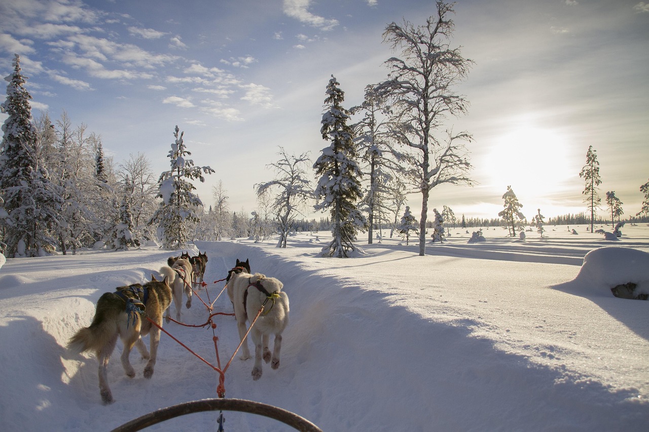 Husky au repos dans la neige devant un paysage d'hiver de Laponie finlandaise