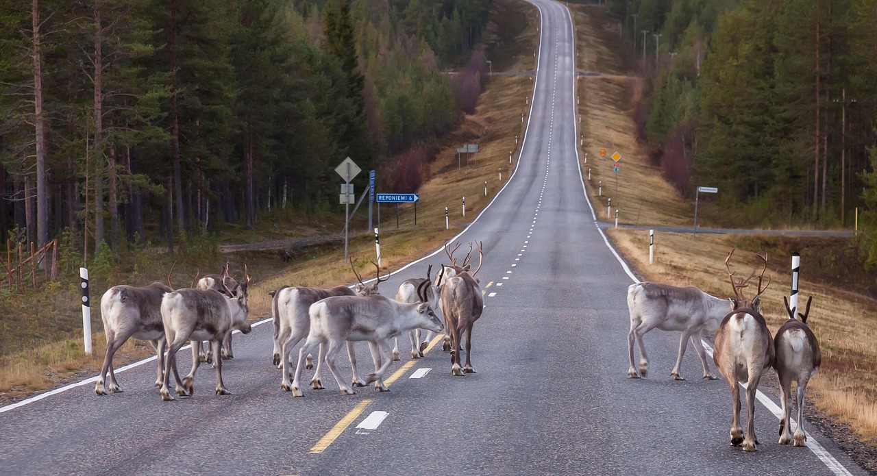 Herd of reindeer crossing a country road in Finnish Lapland