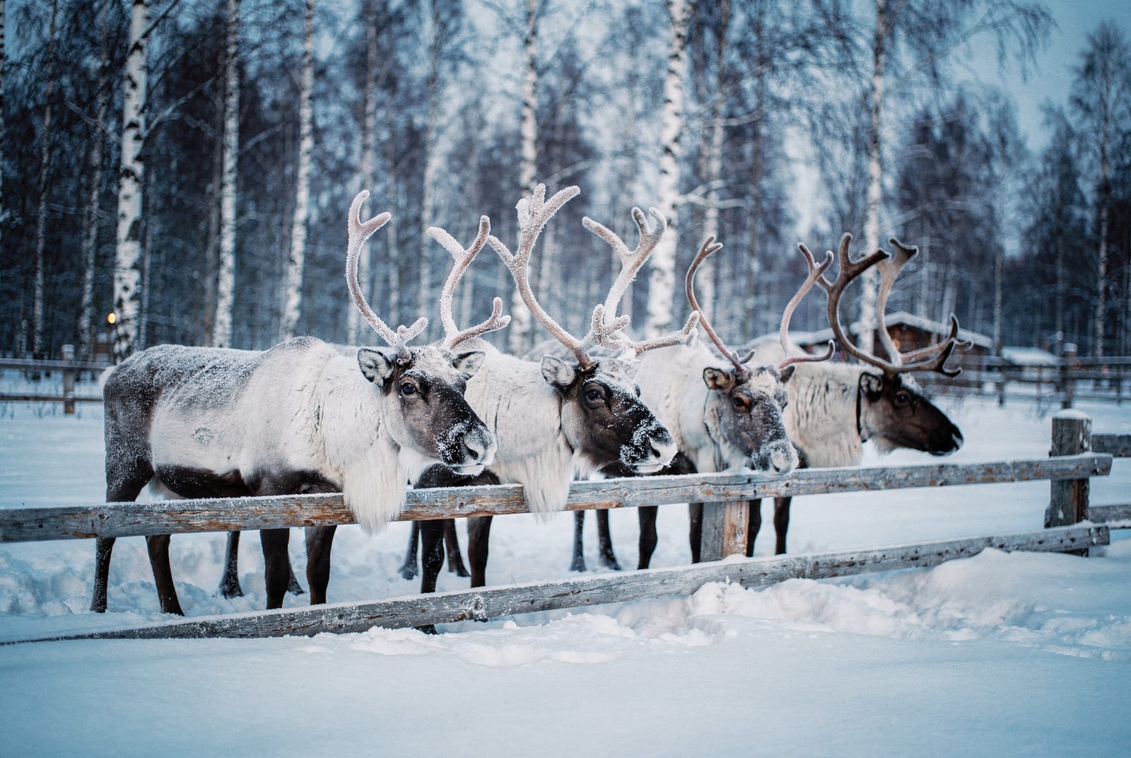 Ferme de rennes à Rovaniemi : ce que dure la balade, et pourquoi ce n'est pas sami