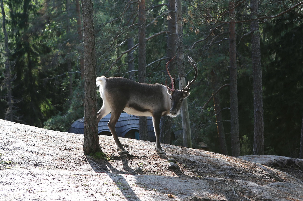 Renne adulte en liberté sur une dalle rocheuse en lisière de forêt, en Laponie finlandaise