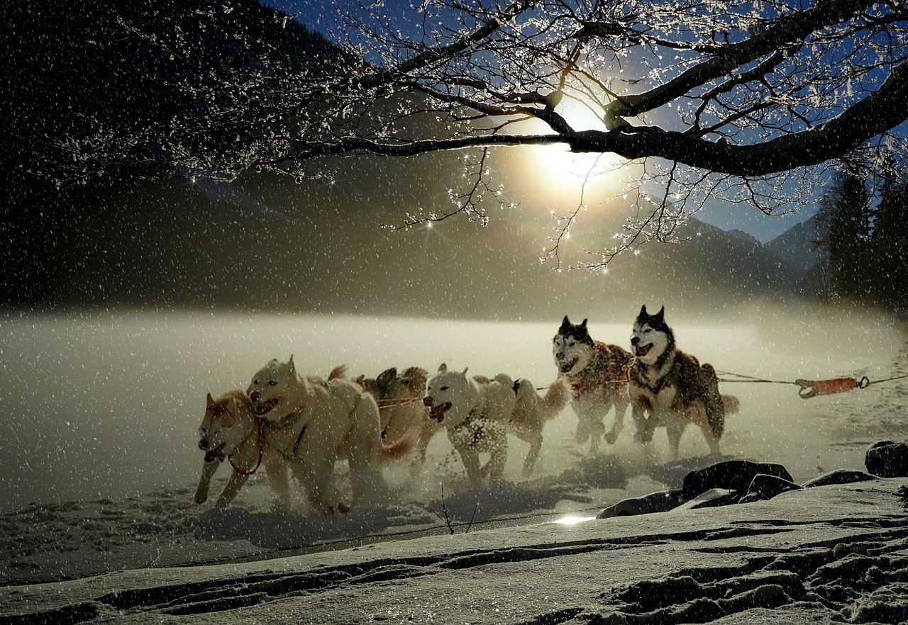 Attelage de chiens de traîneau lancé sur une piste enneigée en Laponie