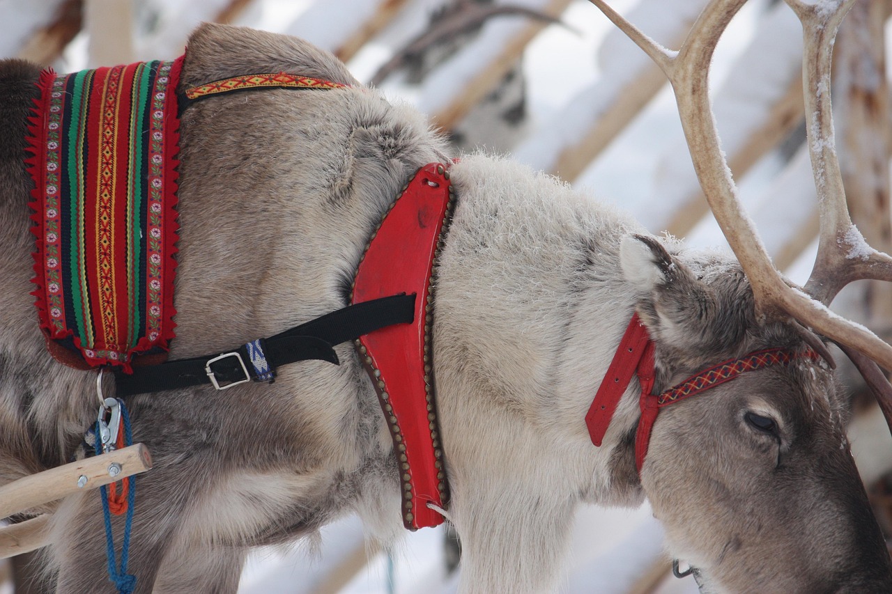 Renne dans la neige près de Rovaniemi en Laponie finlandaise